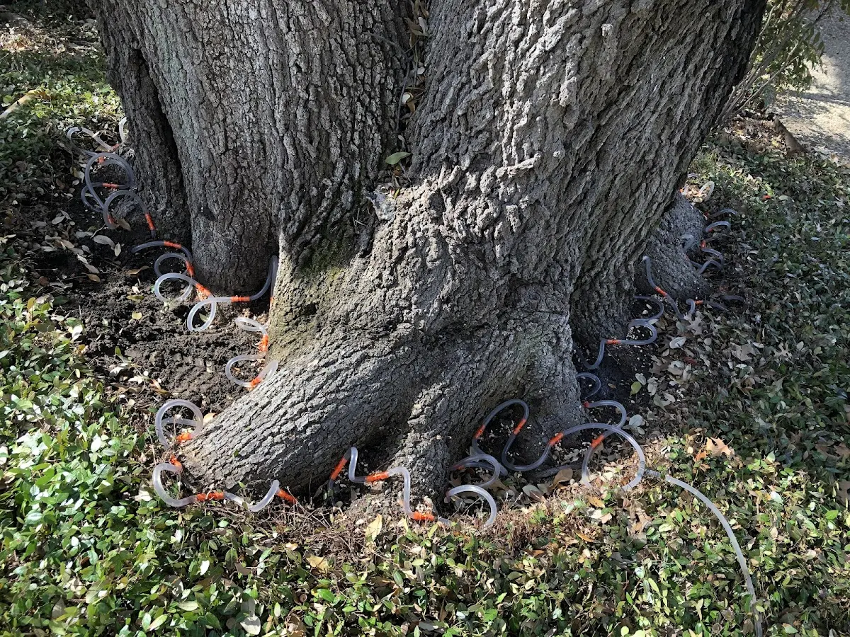 Detailed Tree Cabling and Bracing job site in Mills