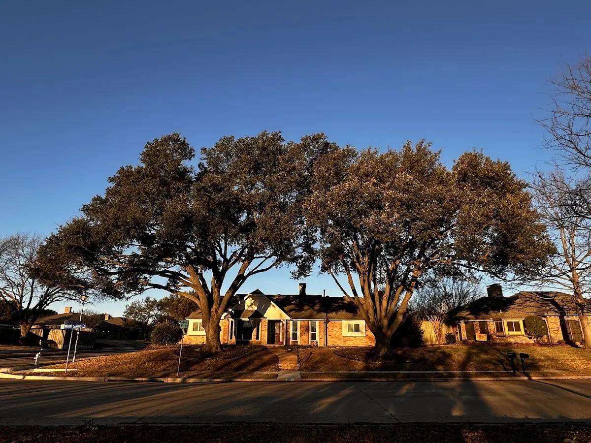 Established residential canopy tree shading a home in Mills